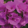 Trailing Geranium- Lavender