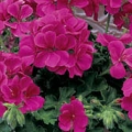 Trailing Geranium- Rose