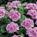 Vegetative Geranium- Pink