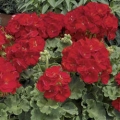 Vegetative Geranium- Red