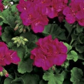 Vegetative Geranium- Violet