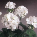 Vegetative Geranium- White