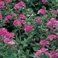 Verbena- Pink