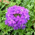 Verbena- Purple