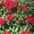 Verbena- Red