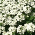 Verbena- White