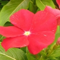 Vinca Pacifica- Dark Red