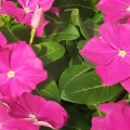 Vinca Pacifica- Deep Orchid