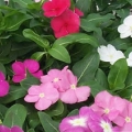 Vinca Pacifica- Mix