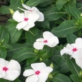 Vinca Pacifica- Polka Dot