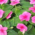 Vinca Pacifica- Punch