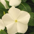 Vinca Pacifica- White