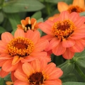 Zinnia- Profusion Deep Apricot