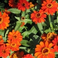 Zinnia- Profusion Fire