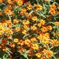 Zinnia- Star Orange