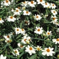 Zinnia- Star White