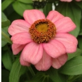 Zinnia- Zahara Coral Pink