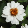 Zinnia- Zahara White