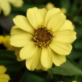 Zinnia- Zahara Yellow