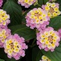 Lantana - Lucky Lavender