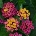 Lantana - Bloomify Rose