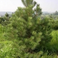 Austrian Pine