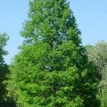 Bald Cypress