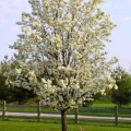 Bradford Pear