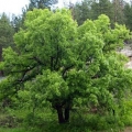 Bur Oak