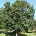 Chinquapin Oak