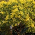 Golden-Rain Tree