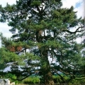 Japanese Black Pine