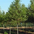 Lacebark Elm