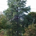 Loblolly Pine