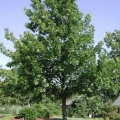 Shumard Oak