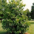 Southern Magnolia