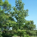 Sweetgum