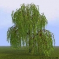 Weeping Willow