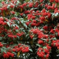 Cotoneaster