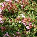 Abelia