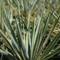 Adams's Needle Yucca