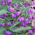 American Beautyberry