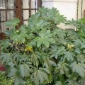 Aralia