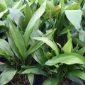 Aspidistra (Cast Iron Plant)