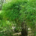 Bamboo hedge