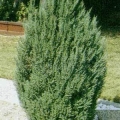 Blue Point Juniper