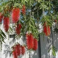 Bottlebrush