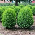 Boxwood