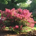 Dwarf Crape Myrtle