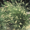 Dwarf Fountain Grass